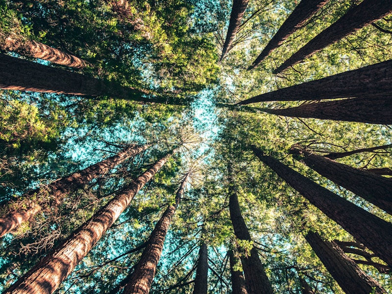 咸阳市人民路道路绿化提升