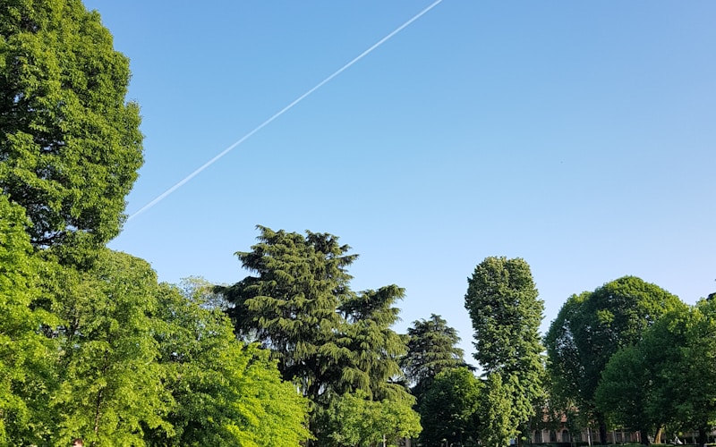 榆林市政广场绿化改造